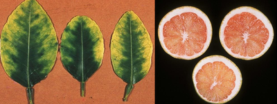 Calcium Deficiencies In Citrus