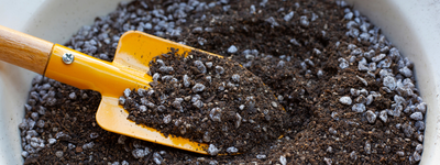 Top Tips for Preparing the Best Soil for Container-Grown Citrus Trees
