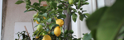Lemon Tree Indoors