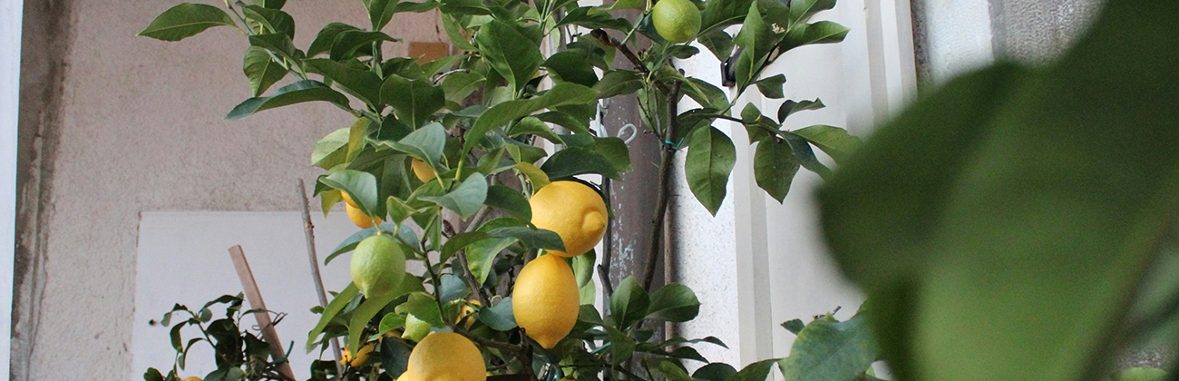 Lemon Tree Indoors