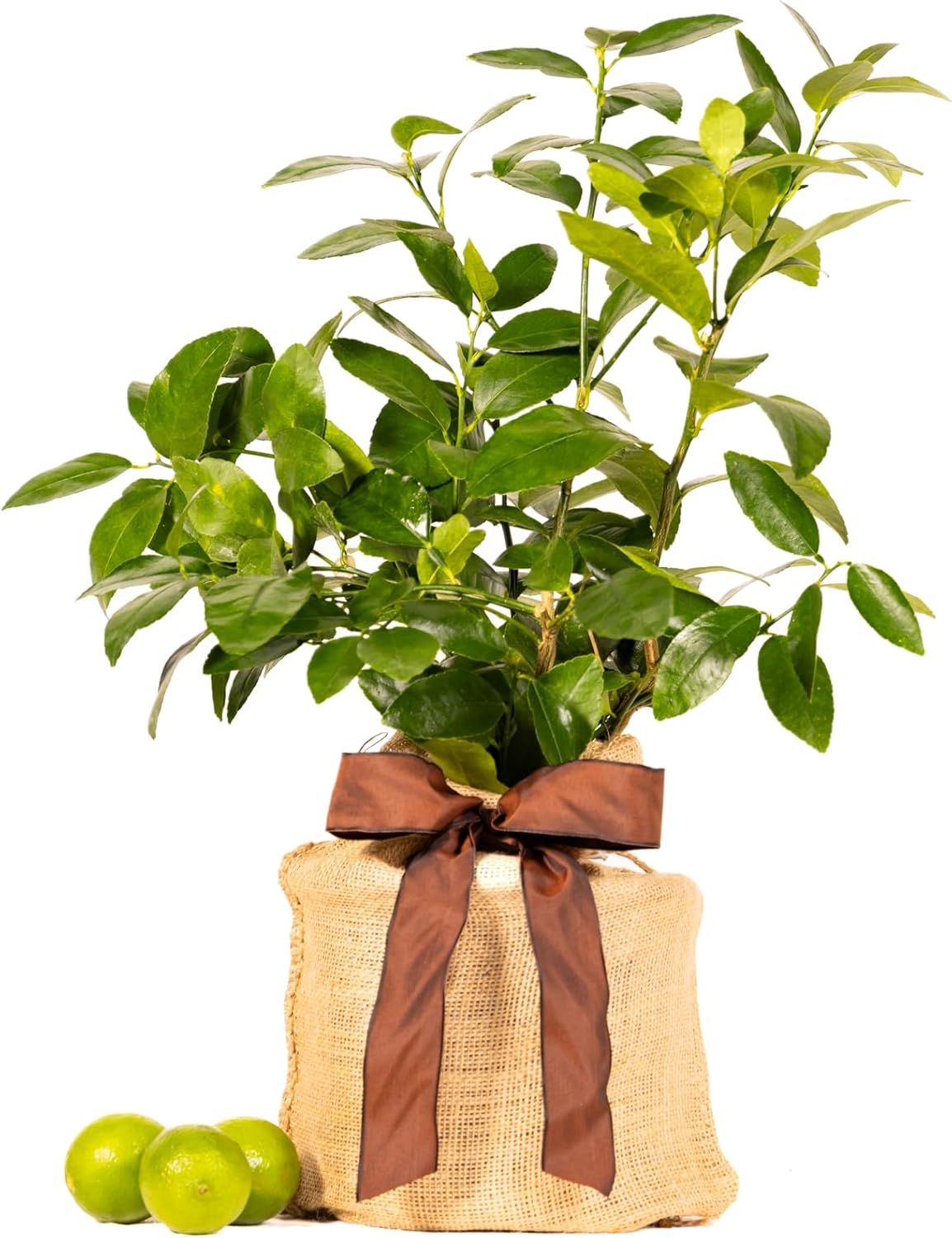Live Persian Lime Tree Gift, Dwarf Citrus Tree, Easy to Grow, Indoor/Outdoor, Unique Gift, Home Gardeners, by The Magnolia Company, Can't Ship to CA, AL, AZ, LA, TX