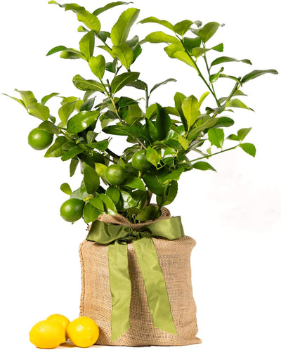 Meyer Lemon Tree Gift, Live Fruit Plant, Easy Care, Low Maintenance, Juicy Lemons, Unique Gift, by The Magnolia Company, 1-2 Feet Tall, No Ship to CA, TX, AZ, LA, AL