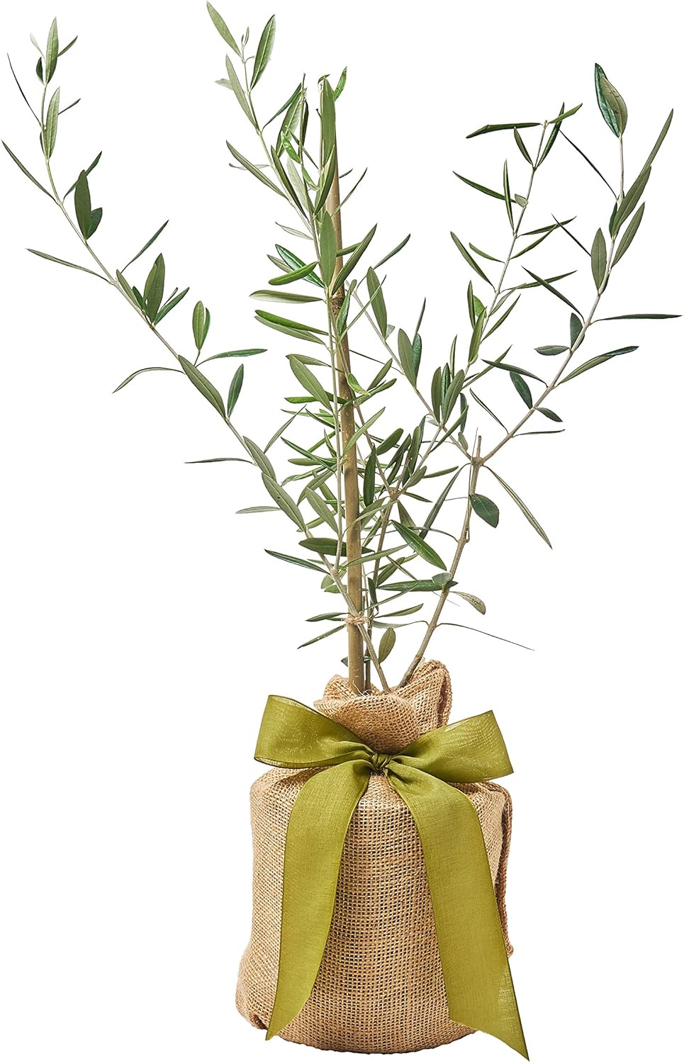 Olive Tree Gift, Live Patio Plant, Easy Care, Low Maintenance, Indoor/Outdoor Tree, Unique Gift, by The Magnolia Company, No Ship to California