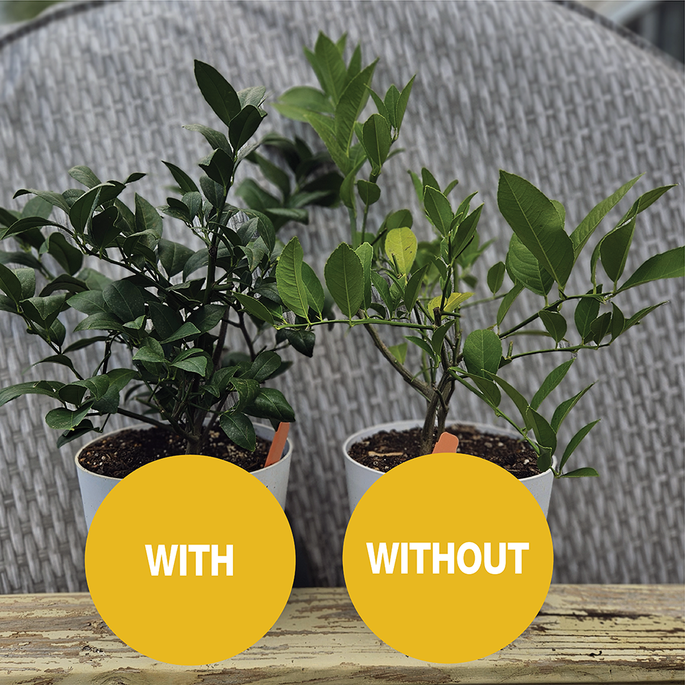 GrowScripts Citrus Tree Care Kit treated tree compared to untreated