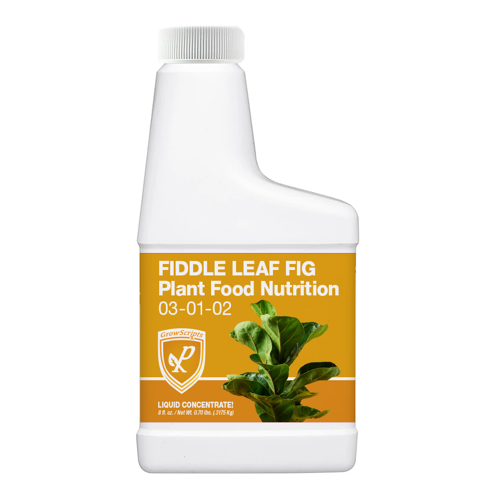 Fiddle leaf fig plant food nutrition bottle on a white background