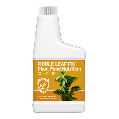 Fiddle leaf fig plant food nutrition bottle on a white background