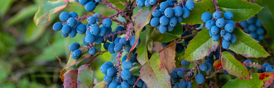 Growing blueberries in containers