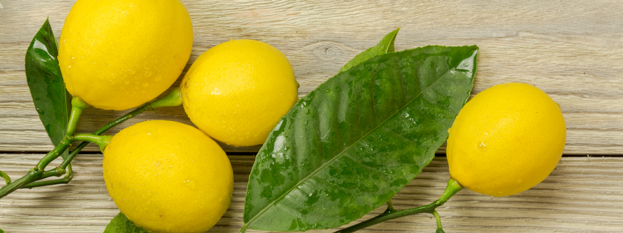 LEMON – My Citrus Tree Variety Information  (Varieties of Lemon Trees)