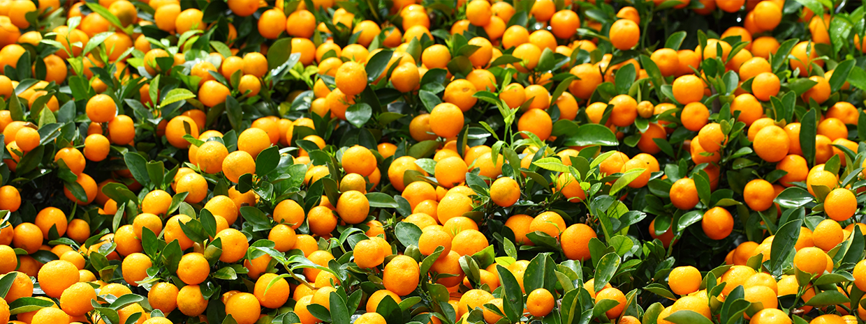 ORANGE – My Citrus Tree Citrus Variety Information (Varieties of Citrus Trees)