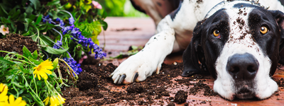 Dog next to flowers dug up showcasing pet-friendly fertilizer