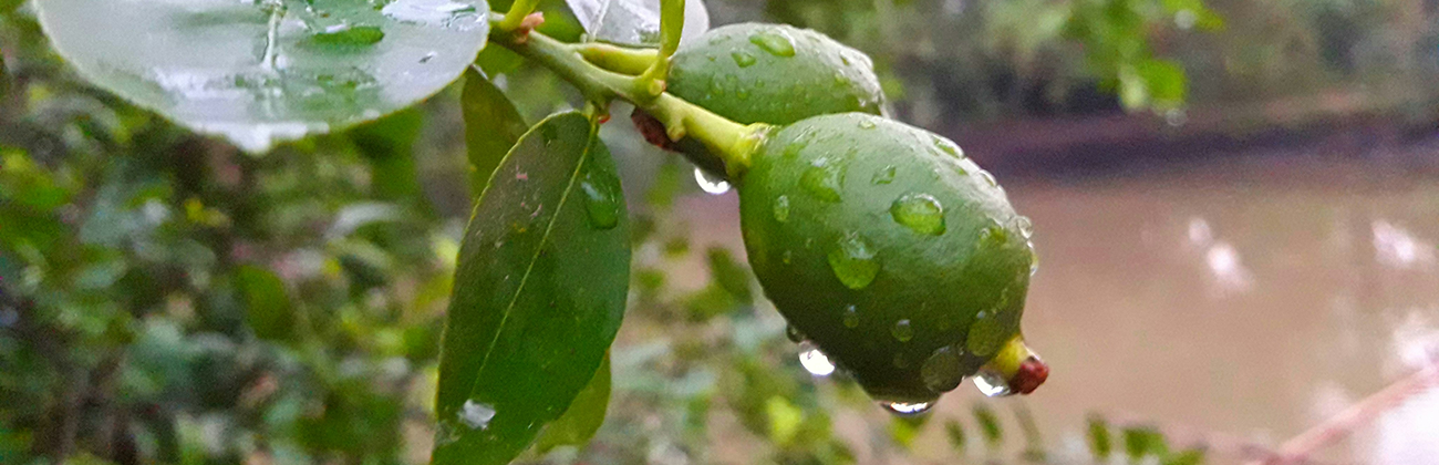 Avocado Cold Weather