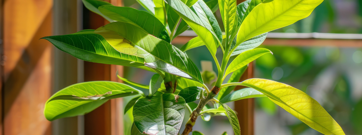 Best Avocado Fertilizer – Unlocking Growth & Delicious Avocados