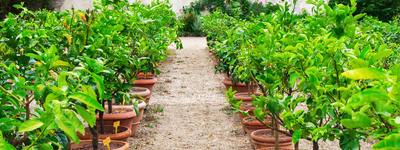 How to Choose and Use Fertilizer for Citrus Trees