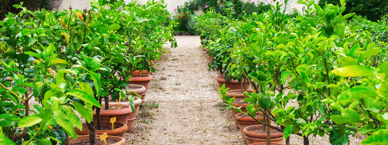 Essential Guide to Citrus Fertilizer Use