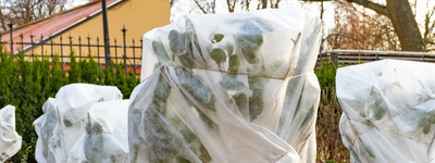 Should I Cover My Lemon Tree in Winter? Essential Winter Care Tips for Healthy Trees!