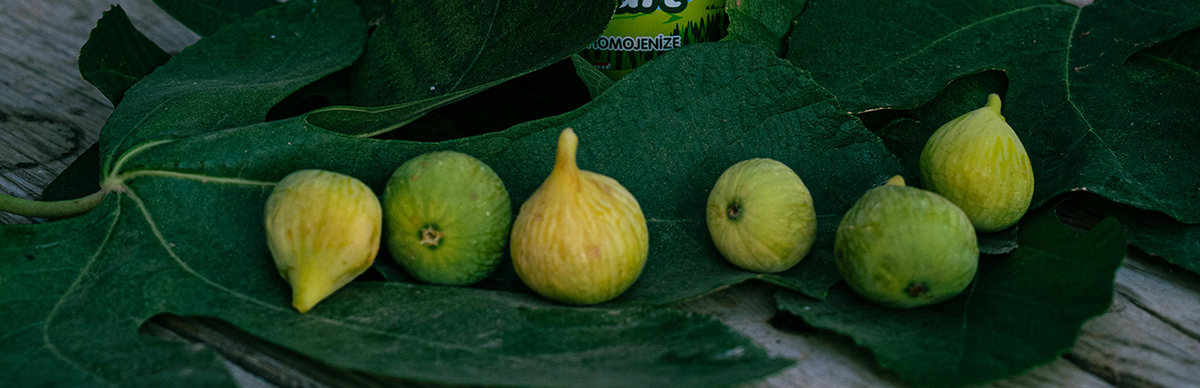 Best Fertilizer for Fig Trees in Containers (What Actually Works)