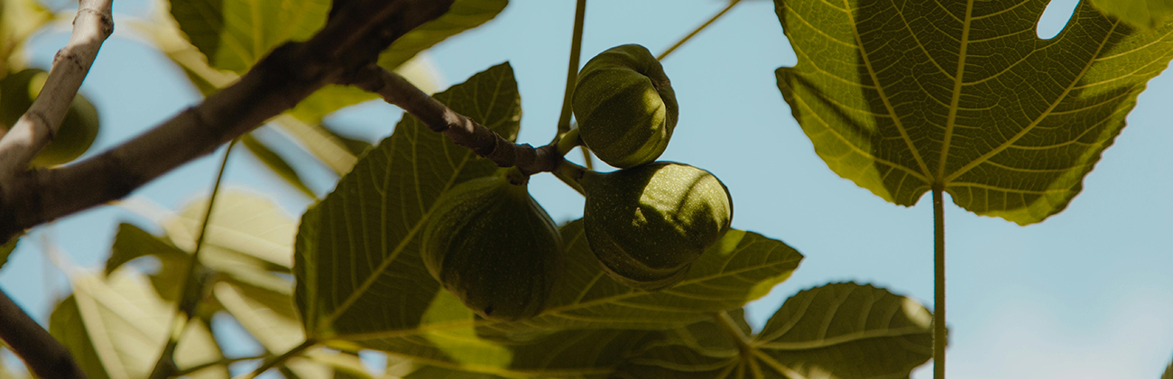 Fig Tree Image