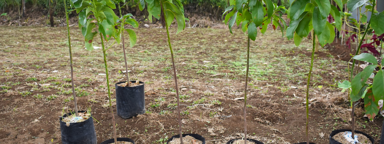 Growing Avocado Trees: A Complete Guide