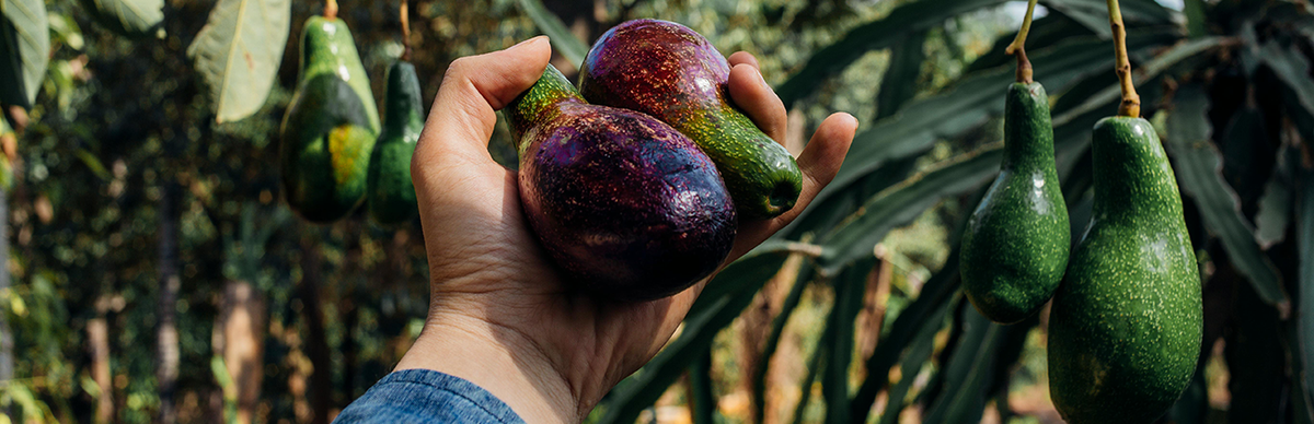 Growing Avocados In a Container