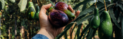 Growing Avocados In a Container