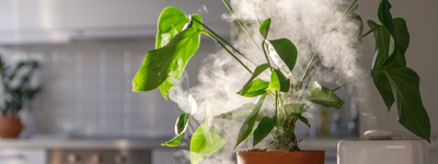 Ideal Indoor Humidity for Plants: A Complete Guide