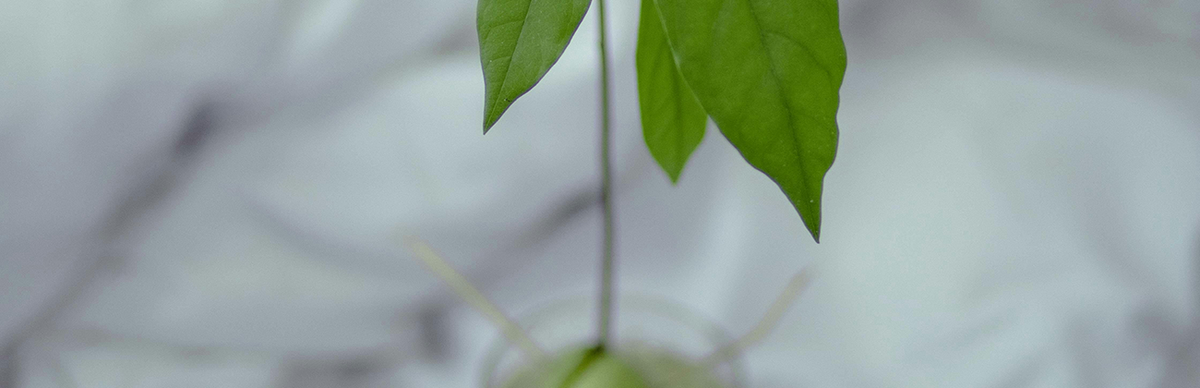 Indoor Avocado Tree