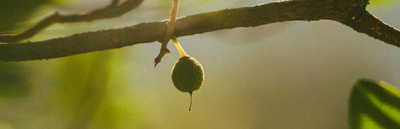 Fruit Tree Isnt Producing Full Fruit