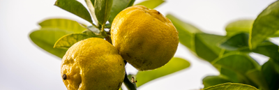 How to Choose the Right Lemon Tree for Your Home or Garden