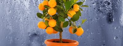 How to Move Citrus Trees Indoors for Winter