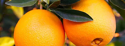 Orange Tree Delivery: Fresh Citrus at Your Door, Care via Citrus Care Kits with GrowScripts