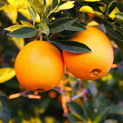 Orange Tree Delivery: Fresh Citrus at Your Door, Care via Citrus Care Kits with GrowScripts