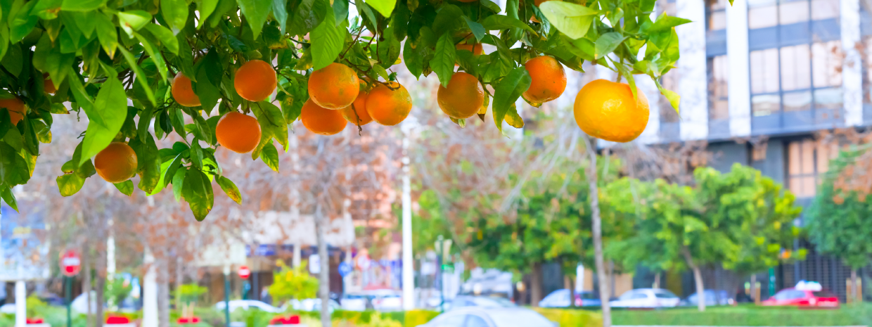 citrus orange tree in the city