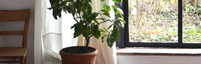 Plant indoors next to window