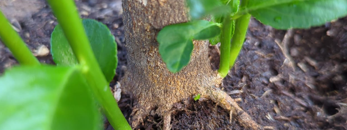 Why Tree Sprigs Should Be Removed from Your Citrus Tree
