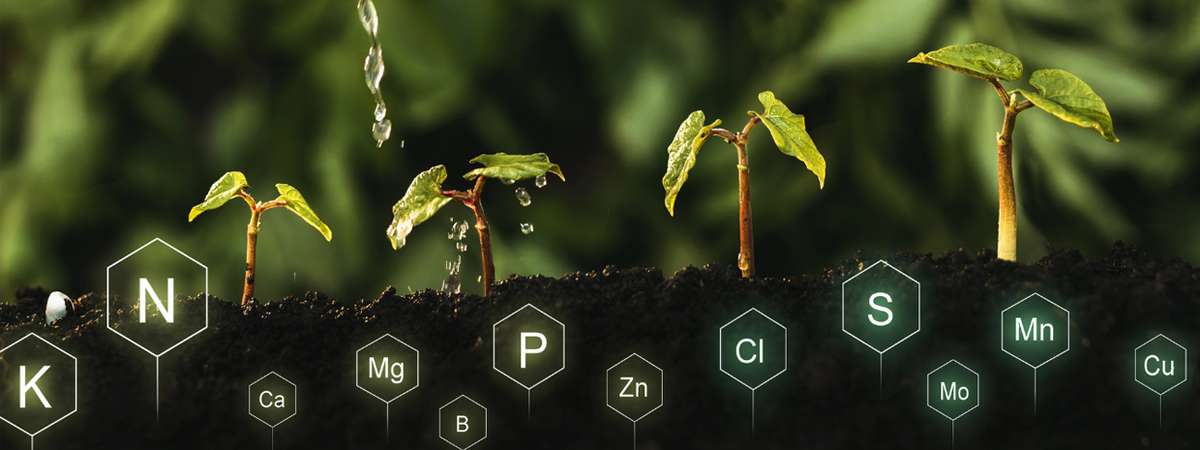 Macro's and Micro's in Fertilizers: Essential for Growth