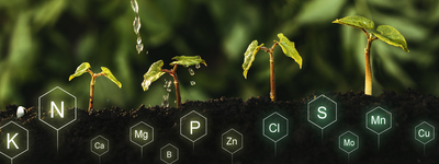 Macronutrients and Micronutrients in Fertilizers: Essential for Plant Growth