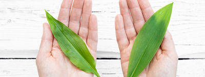 Prevent and Treat Yellow Leaves: Proactive Care