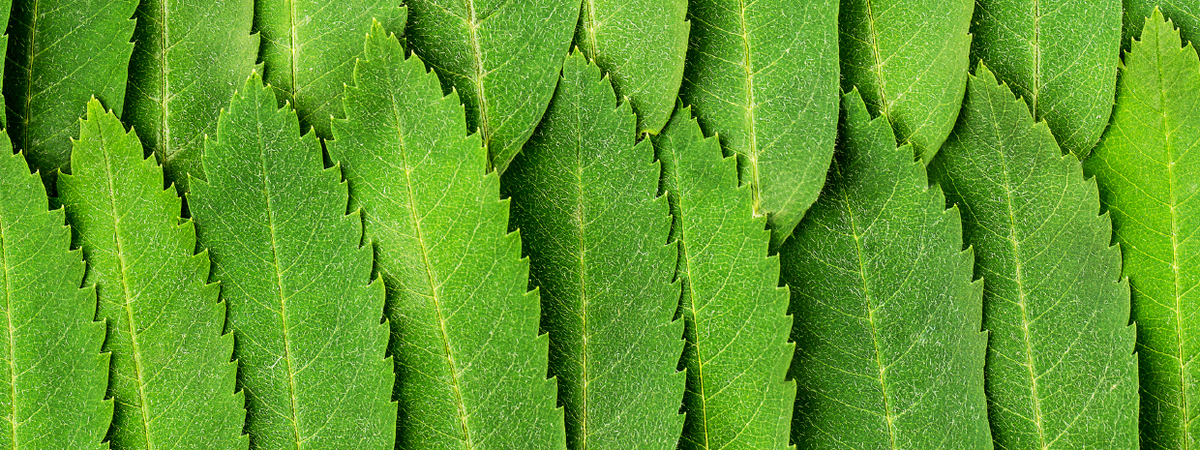 Unlocking the Power of Micronutrient Plant Fertilizers