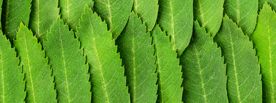 Unlocking the Power of Micronutrient Plant Fertilizers