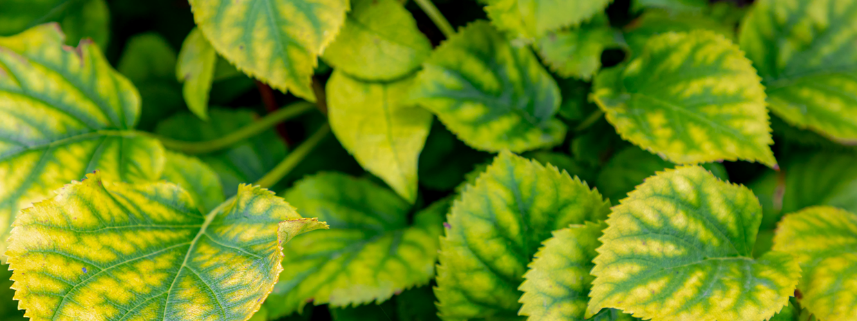 Yellow leaves on plant