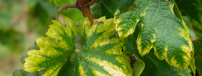 Yellow Leaves