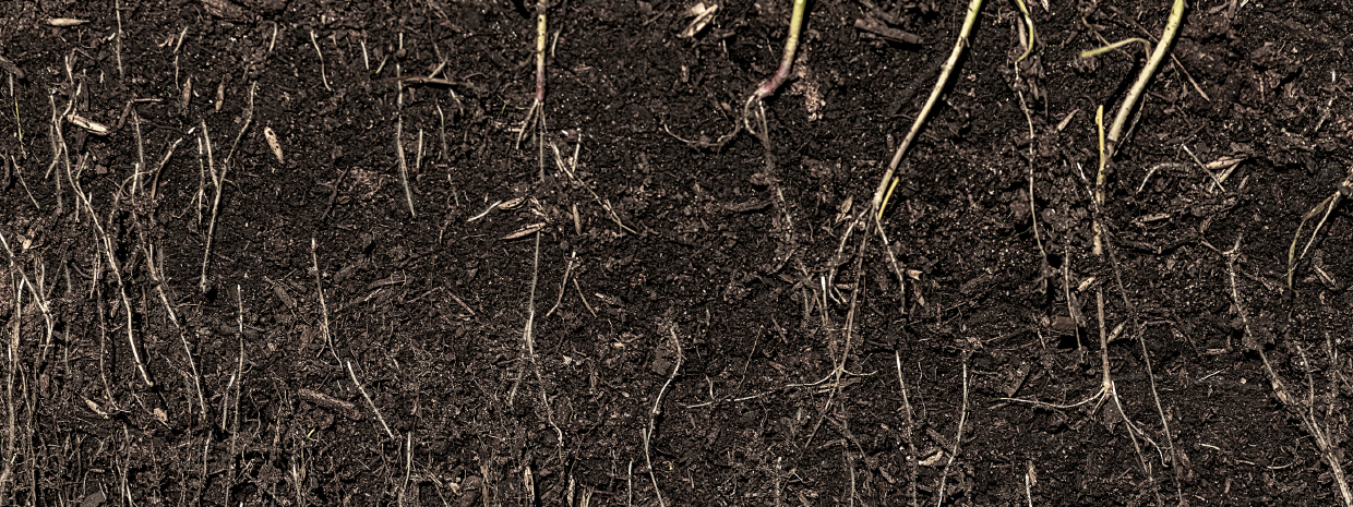 Soil Health Issues