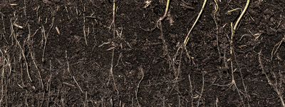 Soil Health Issues