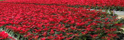 Poinsettia Holiday Packs