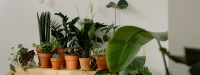 Houseplant Heroes (Low-Light, Easy-Care Favorites)