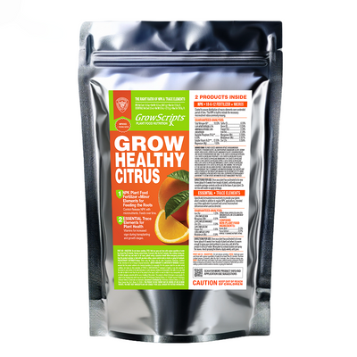 2-Piece Citrus Essentials Starter Kit - Large
