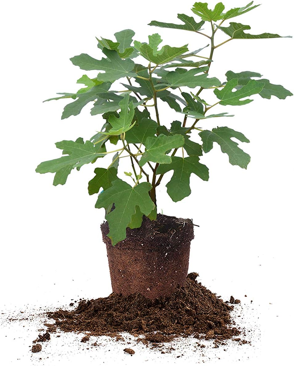 Fig Tree Chicago Hardy 5 Gallon