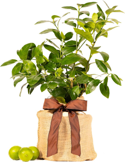 Live Persian Lime Tree Gift, Dwarf Citrus Tree, Easy to Grow, Indoor/Outdoor, Unique Gift, Home Gardeners, by The Magnolia Company, Can't Ship to CA, AL, AZ, LA, TX