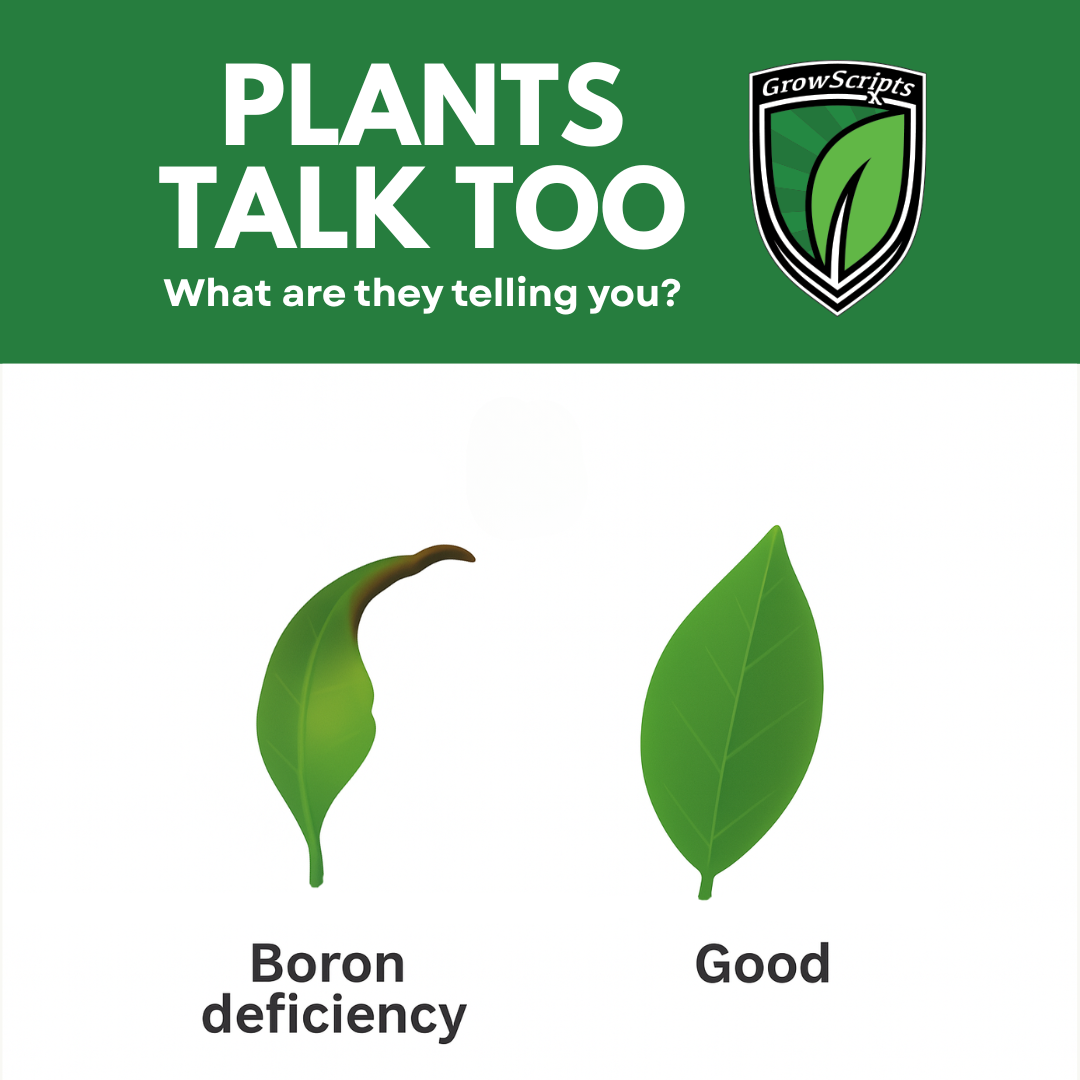 Comparison of a leaf with boron deficiency and a healthy leaf, with 'GrowScripts' logo.