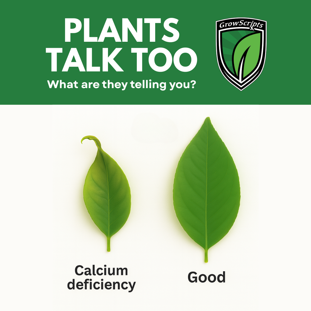 Two leaves labeled 'Calcium deficiency' and 'Good' with a green banner and GrowScripts logo.